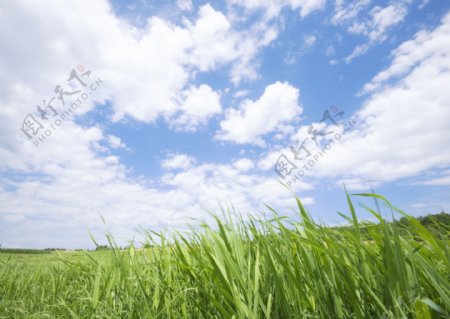 草原上的风景图片图片