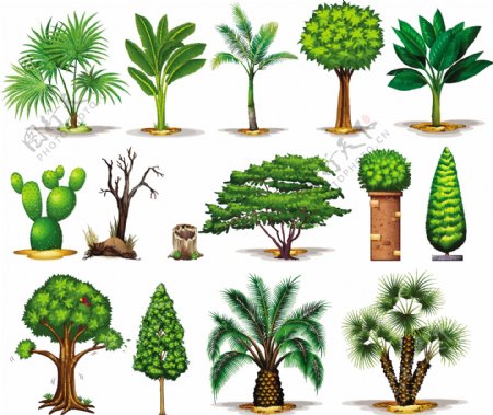 不同类型的树木插图