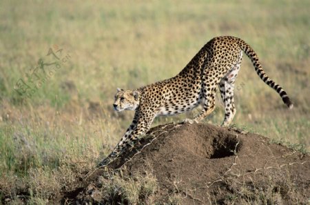 非洲野生动物豹子高清图图片