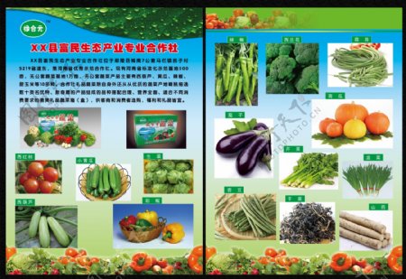 蔬菜合作社彩页