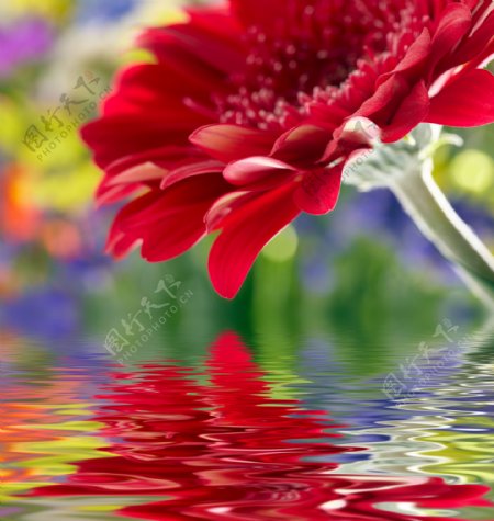鲜花与水纹背景图片