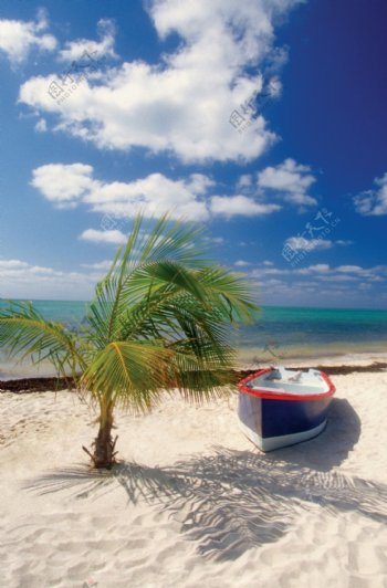 沙滩上的椰树与船只图片