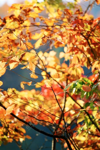 秋天黄叶景色图片