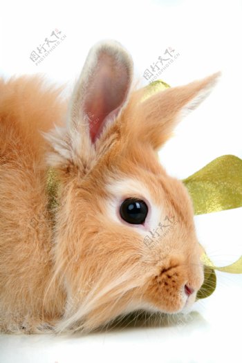 可爱兔子摄影图片