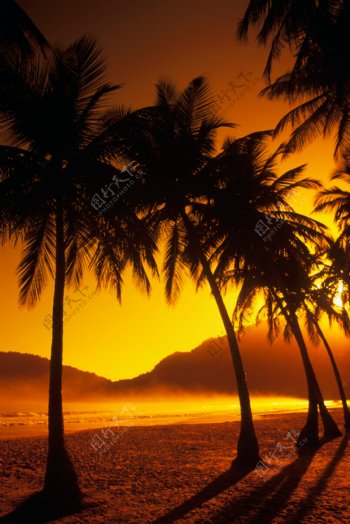 黄昏时候海边椰子树特写图片图片