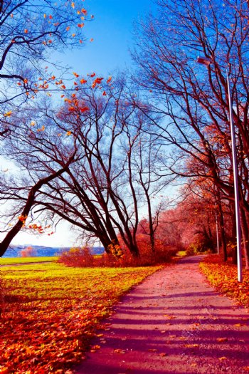 美丽枫树林秋天美景图片