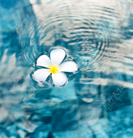水面上的白色花朵图片