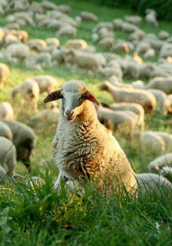 牧场羊群图片
