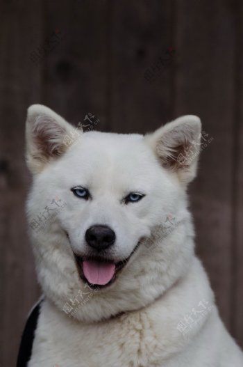 可爱白色秋田犬图片