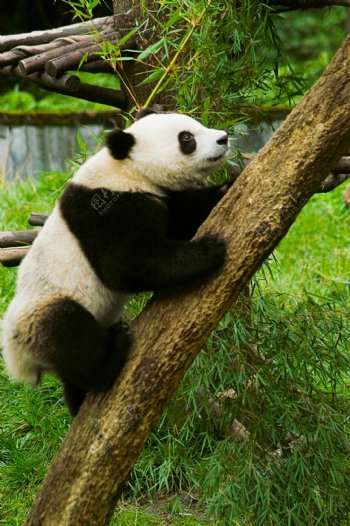 爬树的国宝熊猫
