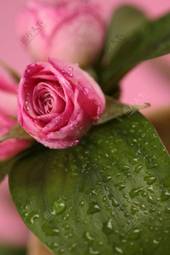 桃红色玫瑰花和水珠