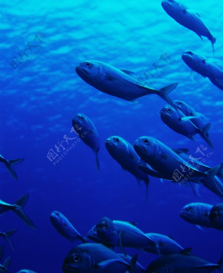 深海中的鱼群图片