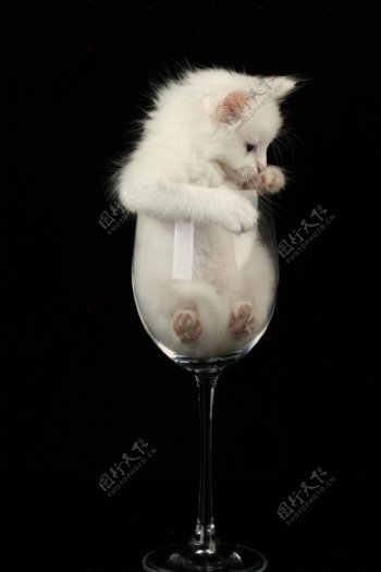 酒杯里出不来的白猫
