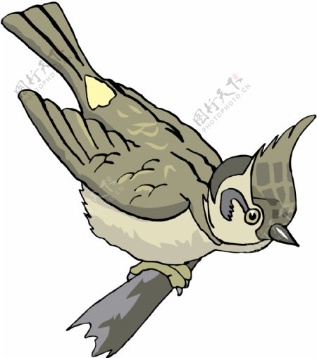 各种鸟类鸟动物矢量素材EPS格式0430
