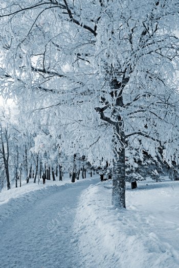 冬天的树林风景