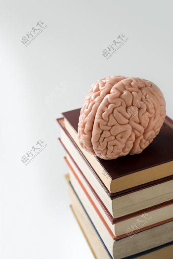 一摞书本上的大脑模型图片