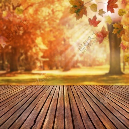 秋天唯美枫树林木板背景图片