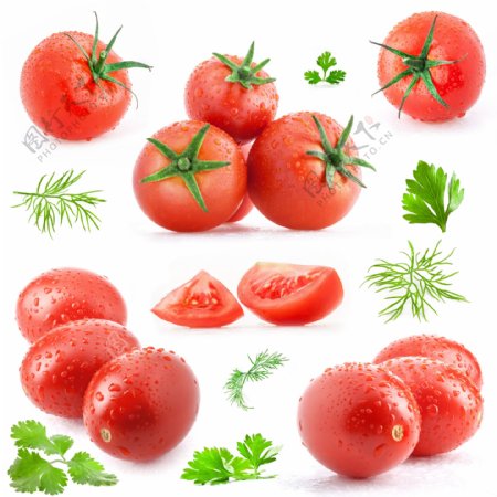西红柿和茴香叶样式大集合