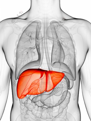 人体肝脏器官图片