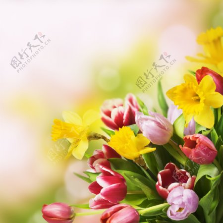 郁金香鲜花与梦幻背景图片