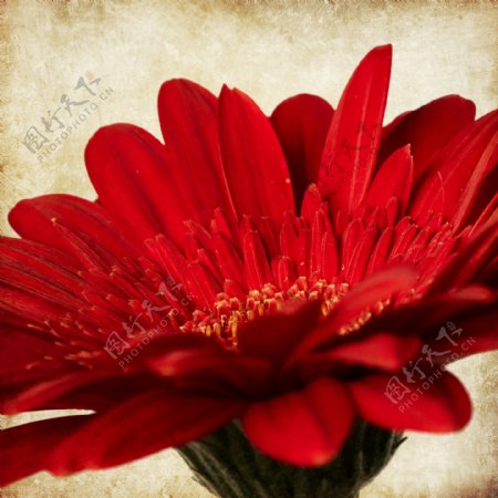 红色花朵摄影图片
