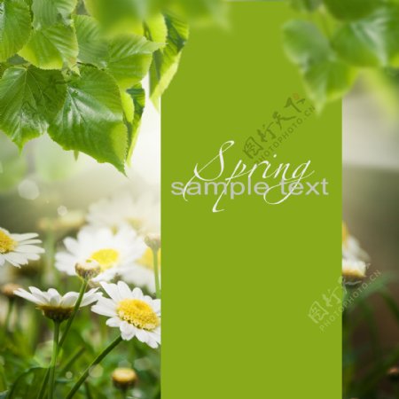 白色菊花和绿叶背景素材图片