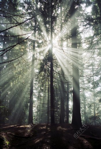 日光照射的森林