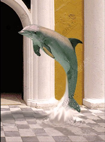 海豚跳跃素材