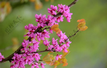 神秘紫荆花花卉