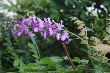 秀丽的紫藤花