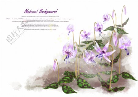 韩国浪漫紫色花朵背景