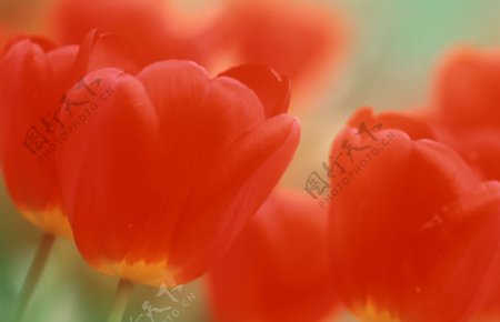 郁金香花朵摄影