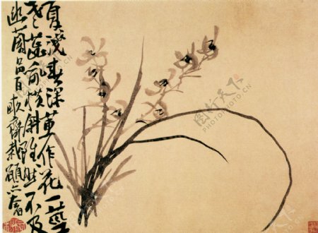 花卉图a花鸟画中国古画0494
