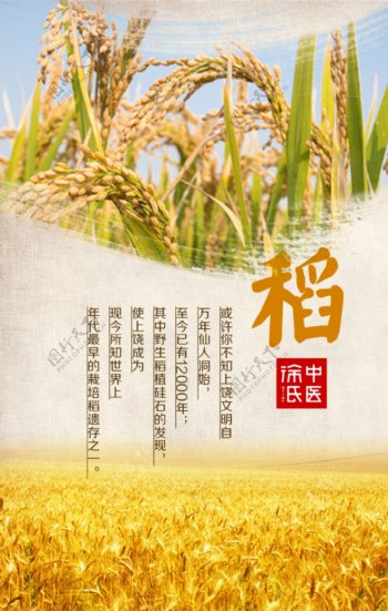 小麦粮食海报
