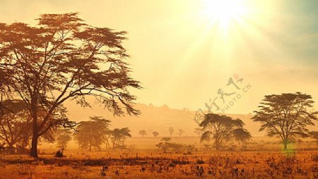 非洲草原日出风景