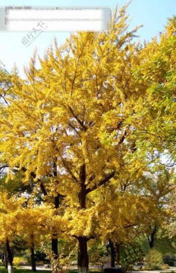 秋天阳光金黄的秋叶挺拔的树干2