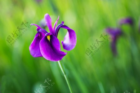 紫色玉蝉花图片