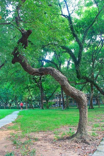 中山大学的绿化林