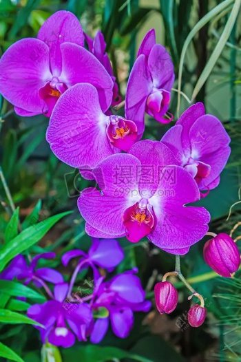 紫色的蝴蝶兰
