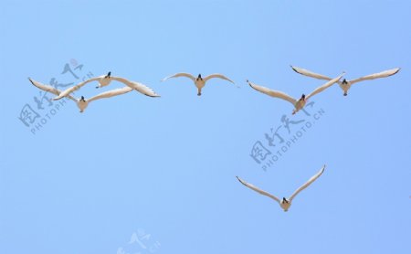 空中飞翔白琵鹭图片