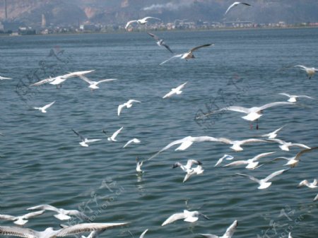 海上海鸥图片