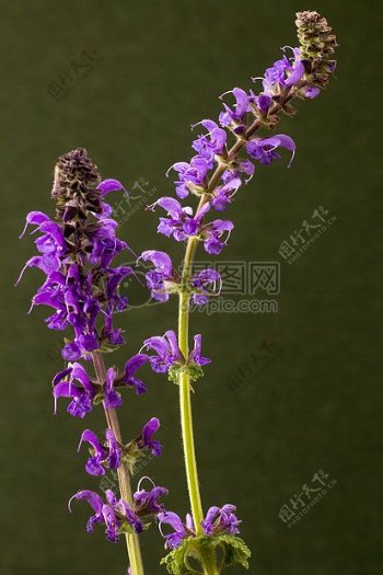 一株紫色的花