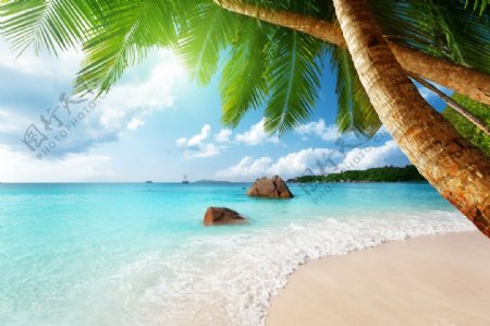 唯美海边椰子树风景图片