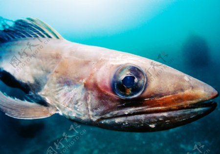 海底拍摄的鱼高清图片