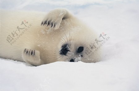 雪地里的小海狮
