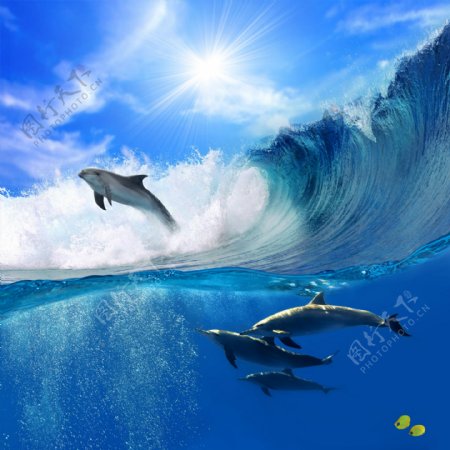 大海里跳跃的海豚高清图片