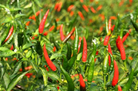新鲜的红辣椒食材高清图片