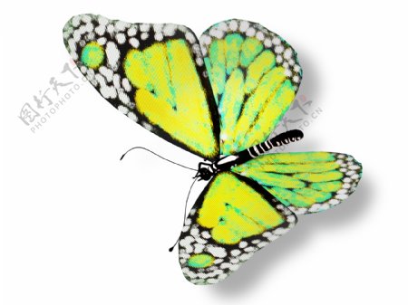 绿色蝴蝶