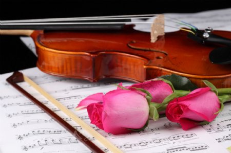 小提琴与玫瑰花摄影图片图片