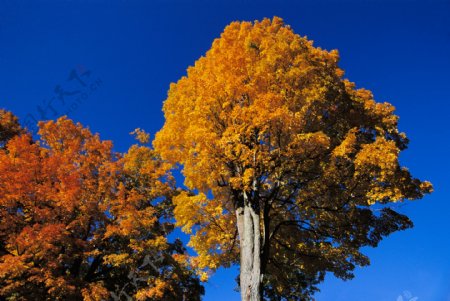 秋天的枫树摄影